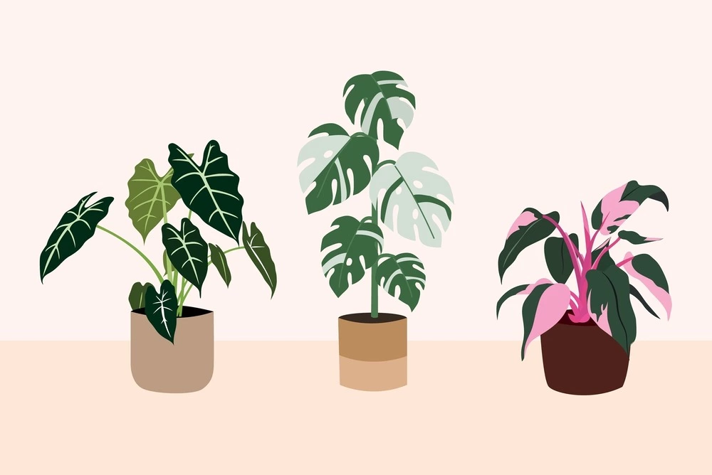 houseplants